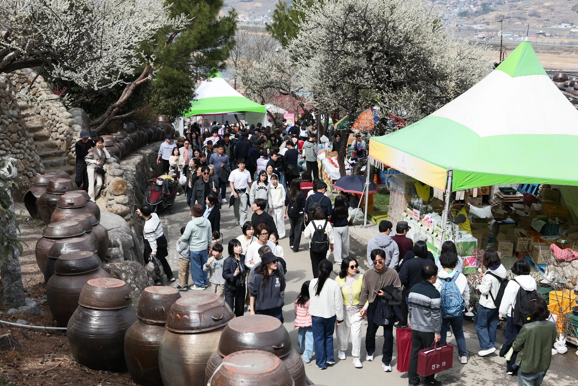 광양매화축제, 71만 흥행... 데이터로 개화 맞추고 콘텐츠로 체류시간 늘렸다