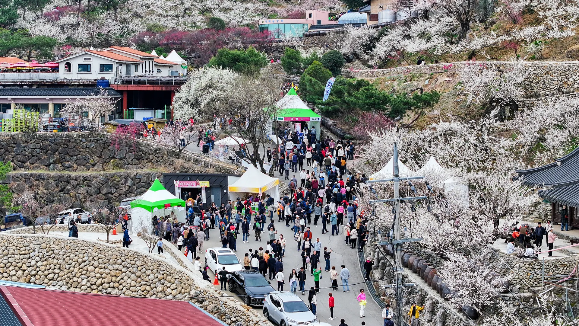 광양매화축제, 71만 흥행... 데이터로 개화 맞추고 콘텐츠로 체류시간 늘렸다