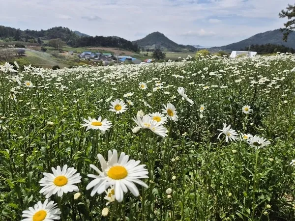 신안 장산도에 내린 5월의 눈꽃.."‘제2회 섬 샤...