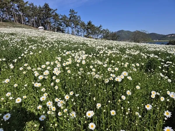 신안 장산도에 내린 5월의 눈꽃.."‘제2회 섬 샤...